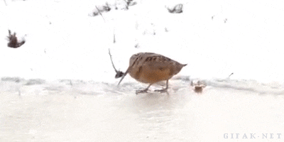 鳥の動画