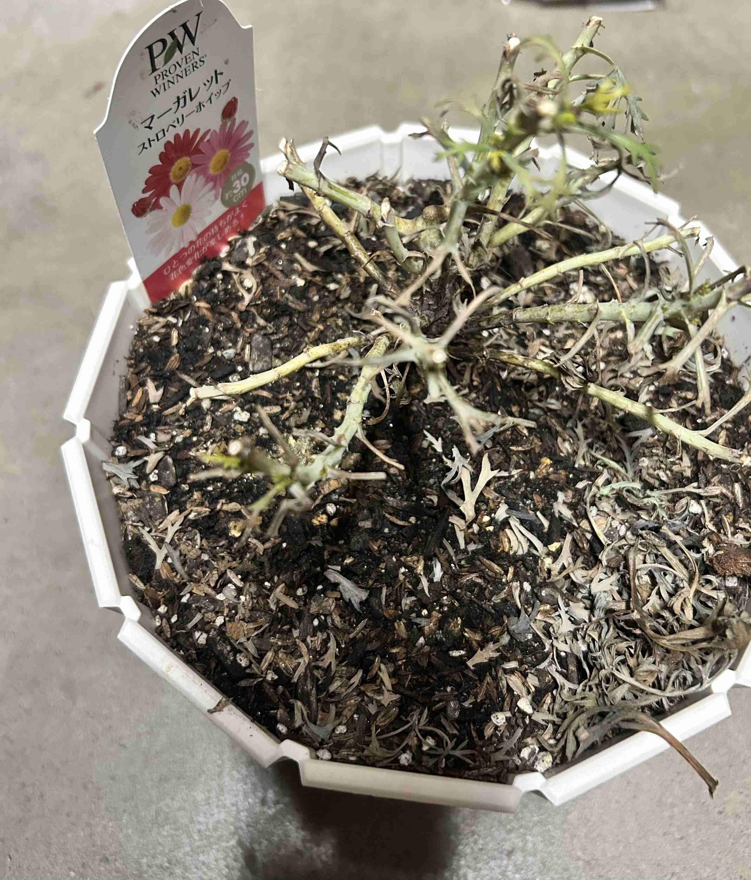 【ガーデニング】ガルちゃん園芸部【花・植物】part.53