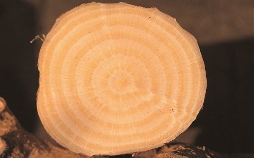 人の年齢って聞かなくてもわかりますか？