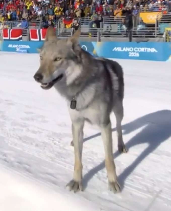 【珍事】乱入!クロスカントリーで選手と共に犬が気持ちよくゴール フィニッシュ写真も撮られる粋な対応 ミラノ・コルティナ五輪