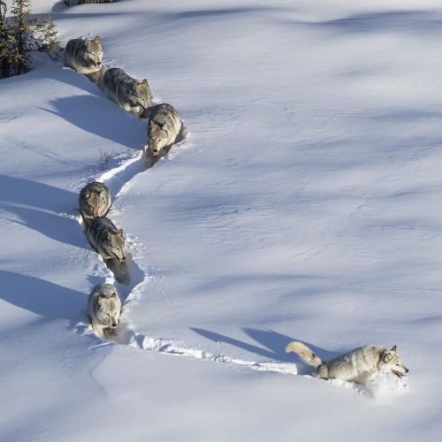【珍事】乱入!クロスカントリーで選手と共に犬が気持ちよくゴール フィニッシュ写真も撮られる粋な対応 ミラノ・コルティナ五輪