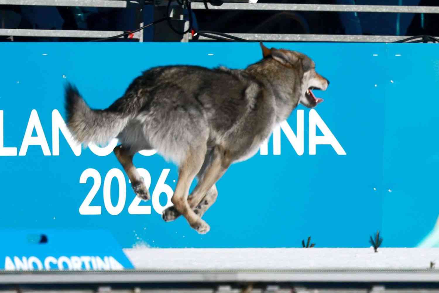 【珍事】乱入!クロスカントリーで選手と共に犬が気持ちよくゴール フィニッシュ写真も撮られる粋な対応 ミラノ・コルティナ五輪