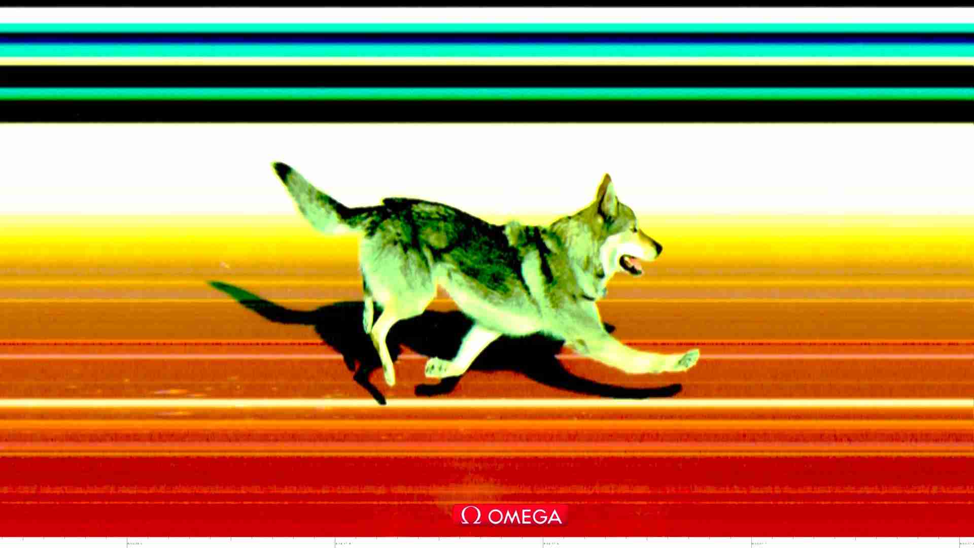 【珍事】乱入!クロスカントリーで選手と共に犬が気持ちよくゴール フィニッシュ写真も撮られる粋な対応 ミラノ・コルティナ五輪