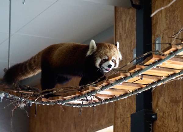 動物の脱走を想定した捕獲訓練 ｢もし逃げても万全の対応ができるように｣ レッサーパンダ役の職員が園内を逃げ回る 名古屋･東山動植物園