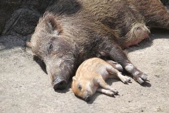 イノシシ大繁殖…1000頭超　悲鳴続々「田んぼ全滅」　突進で歩行者大けが　車に衝突も