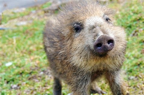 イノシシ大繁殖…1000頭超　悲鳴続々「田んぼ全滅」　突進で歩行者大けが　車に衝突も