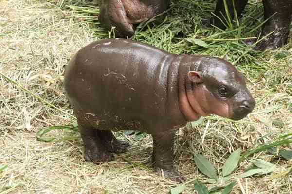 動物園で一番好きな動物