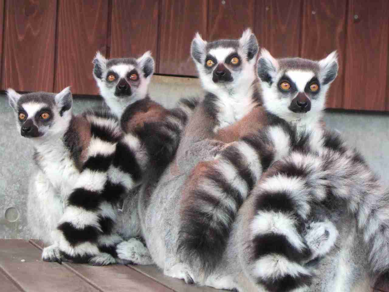 動物園で一番好きな動物