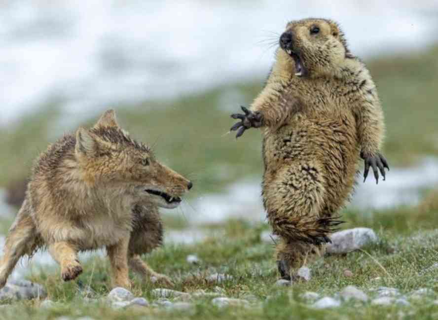動物園で一番好きな動物