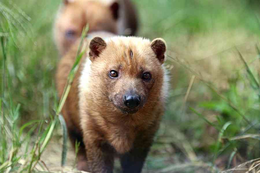 動物園で一番好きな動物
