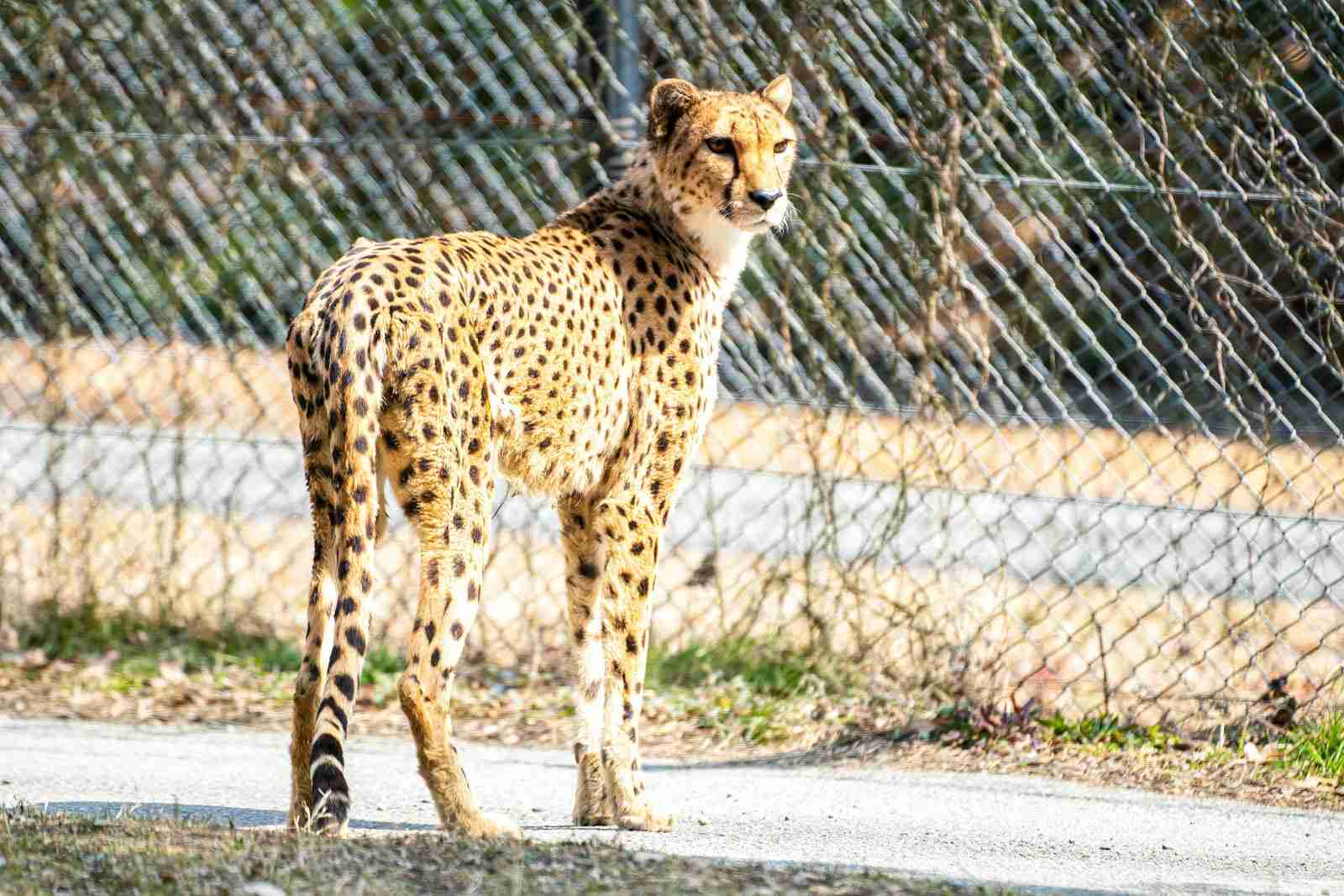 動物園で一番好きな動物
