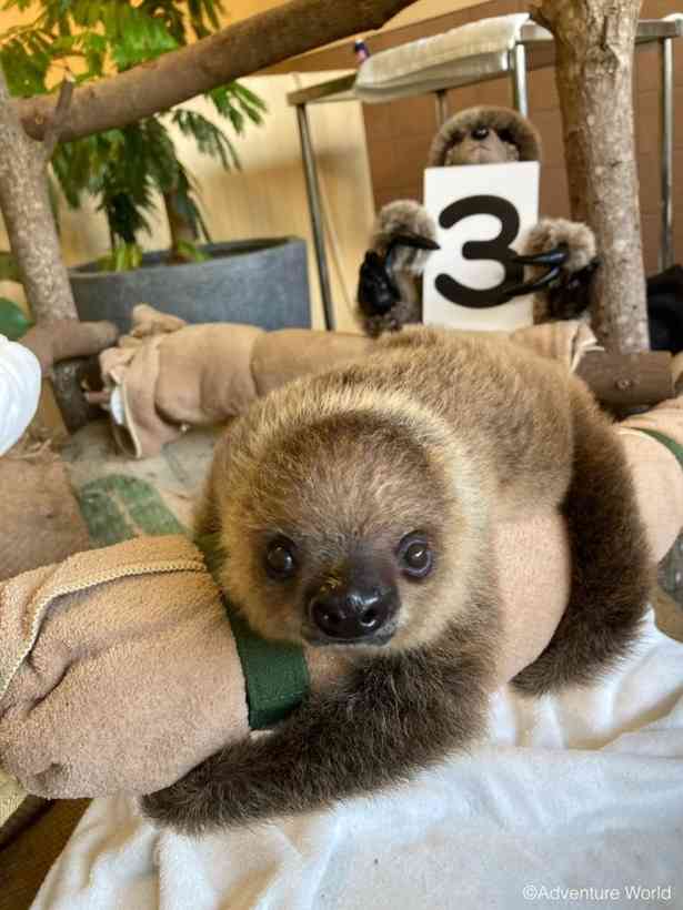 動物園で一番好きな動物