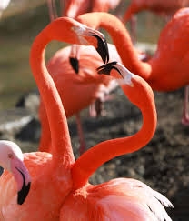 動物園で一番好きな動物