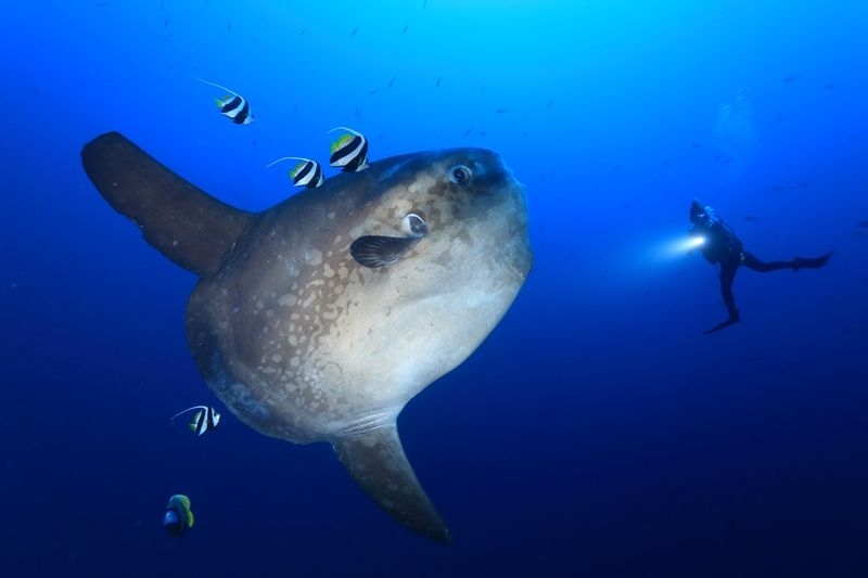 【閲覧注意】海洋恐怖症の人が、震え上がる写真を貼ろう