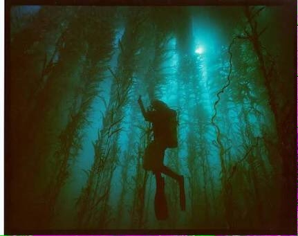 【閲覧注意】海洋恐怖症の人が、震え上がる写真を貼ろう
