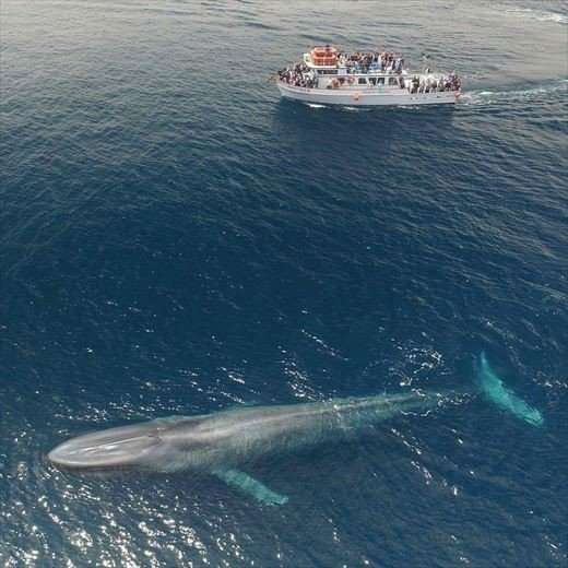 【閲覧注意】海洋恐怖症の人が、震え上がる写真を貼ろう