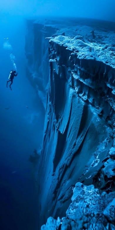 【閲覧注意】海洋恐怖症の人が、震え上がる写真を貼ろう