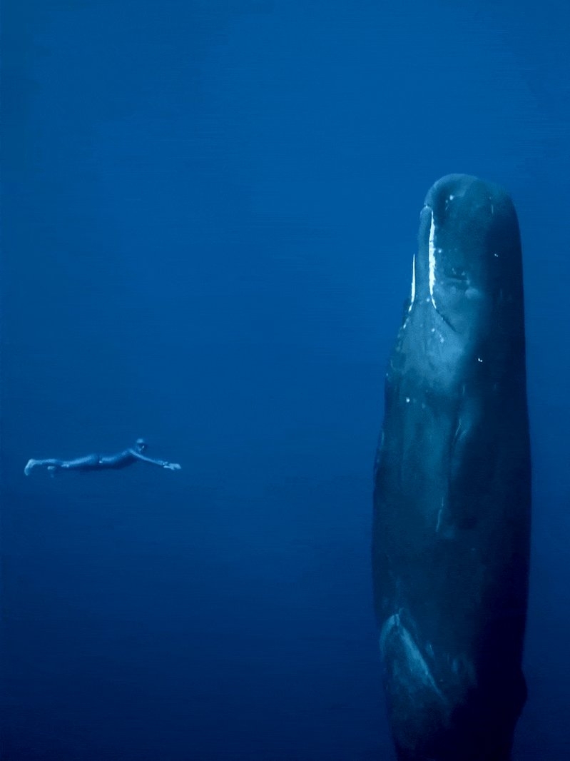 【閲覧注意】海洋恐怖症の人が、震え上がる写真を貼ろう