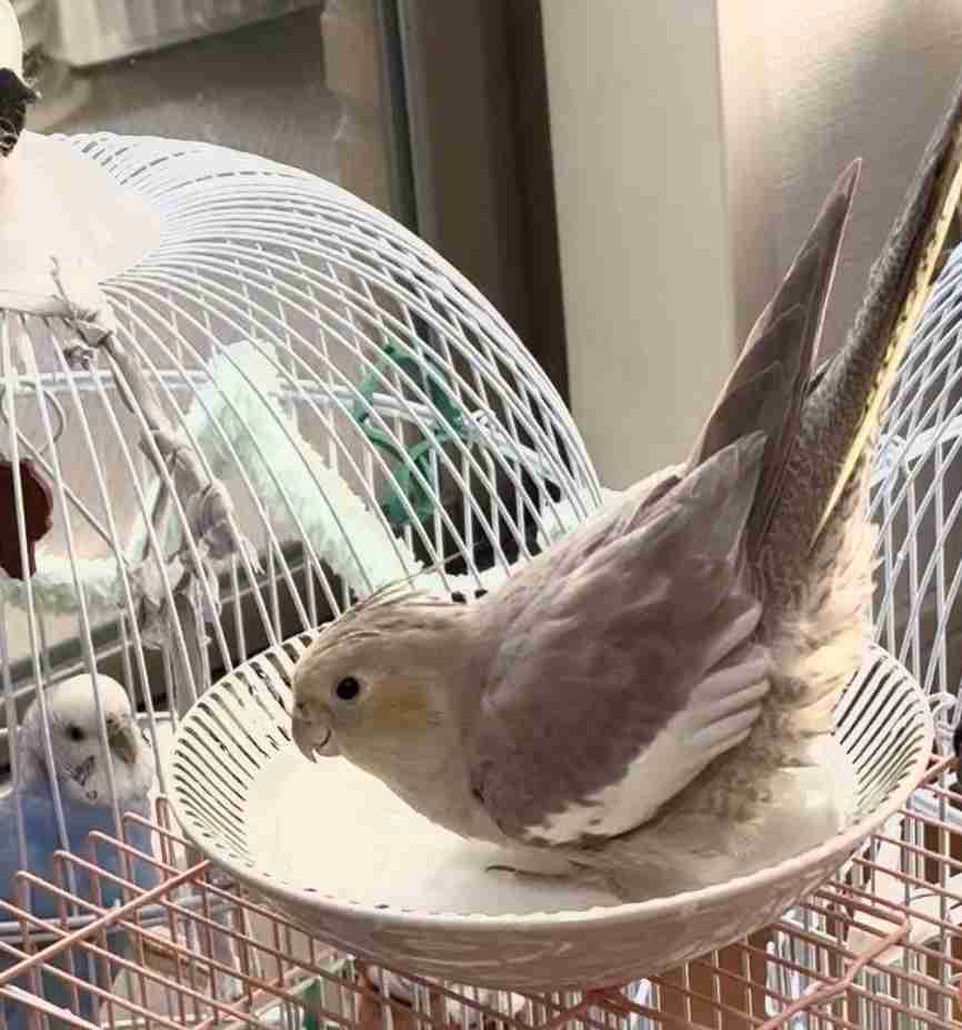 【オウム・インコ】鳥を飼っている人・鳥が好きな人【文鳥・梟】