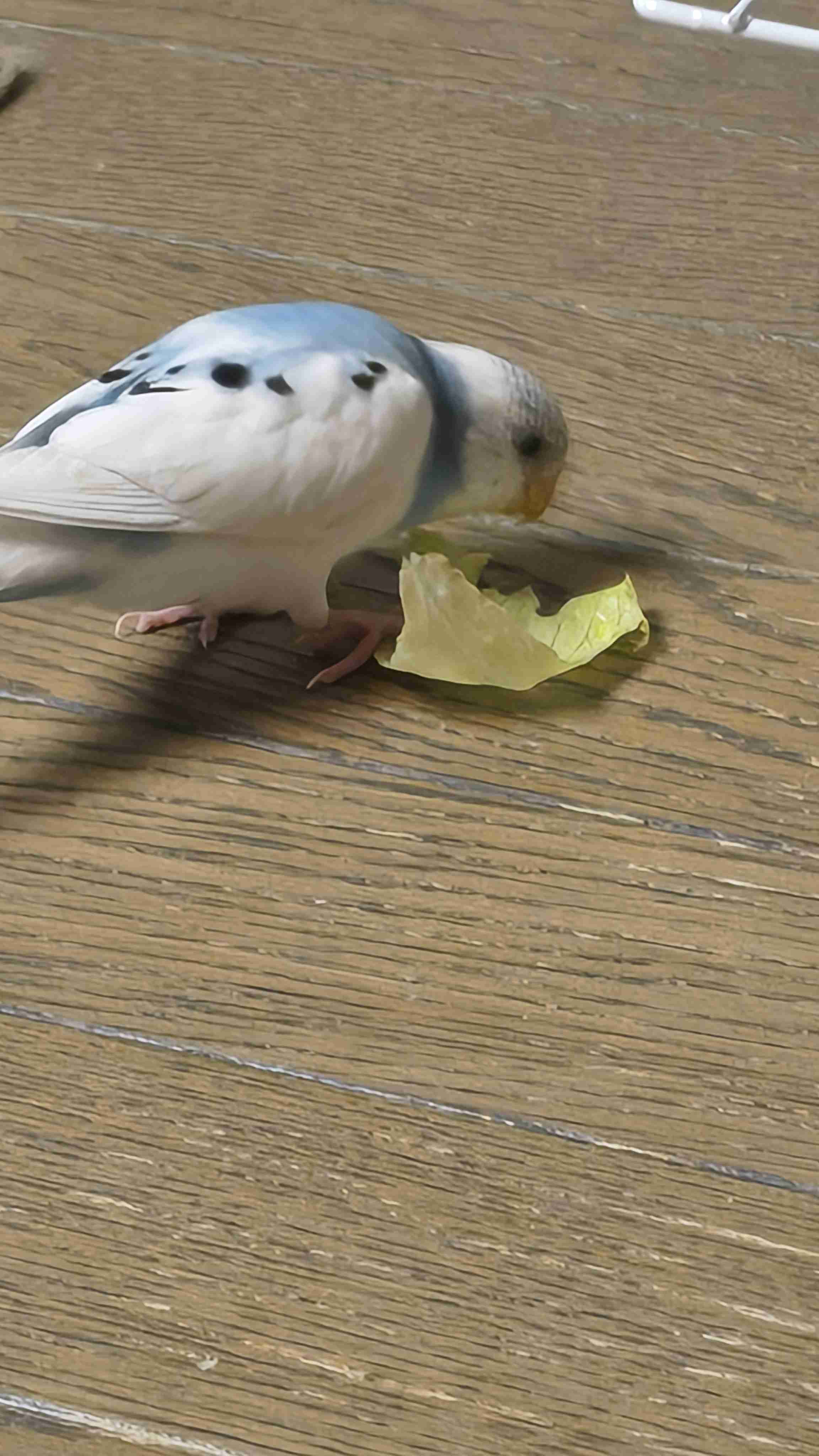 【オウム・インコ】鳥を飼っている人・鳥が好きな人【文鳥・梟】
