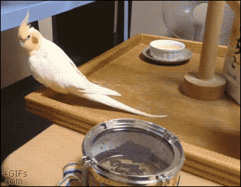 【オウム・インコ】鳥を飼っている人・鳥が好きな人【文鳥・梟】