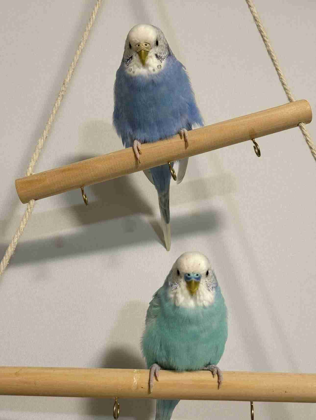 【オウム・インコ】鳥を飼っている人・鳥が好きな人【文鳥・梟】