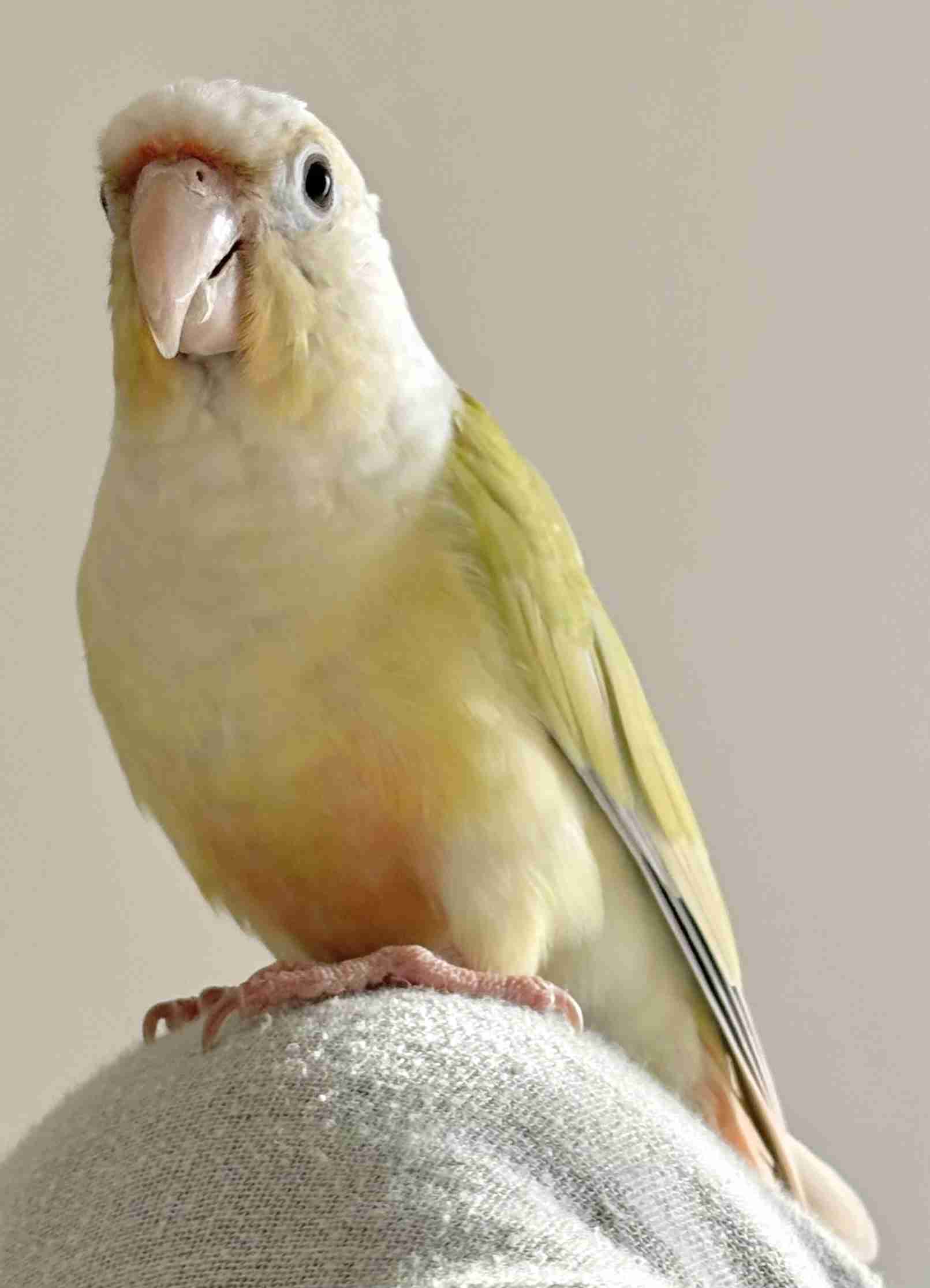 【オウム・インコ】鳥を飼っている人・鳥が好きな人【文鳥・梟】