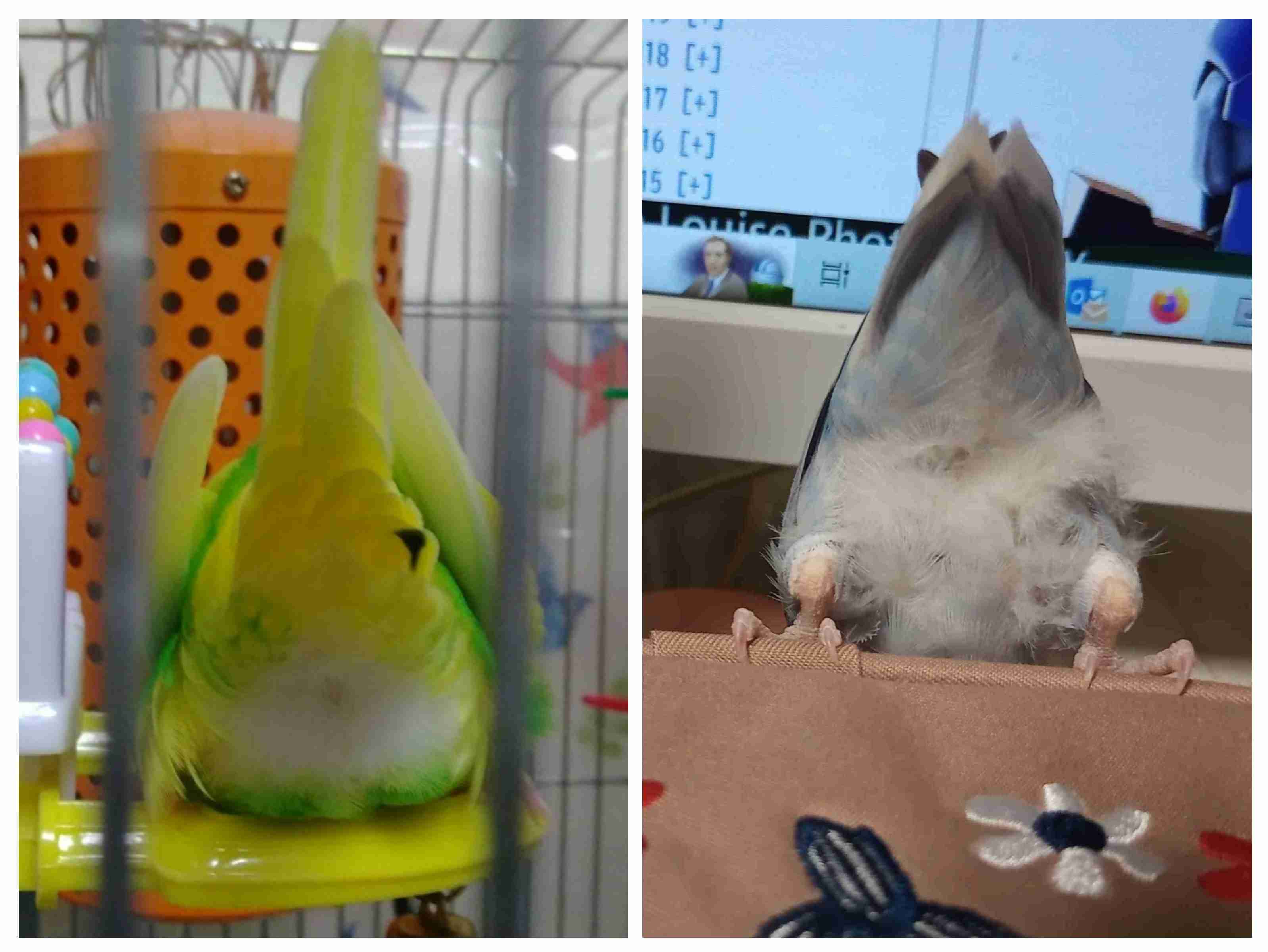 【オウム・インコ】鳥を飼っている人・鳥が好きな人【文鳥・梟】