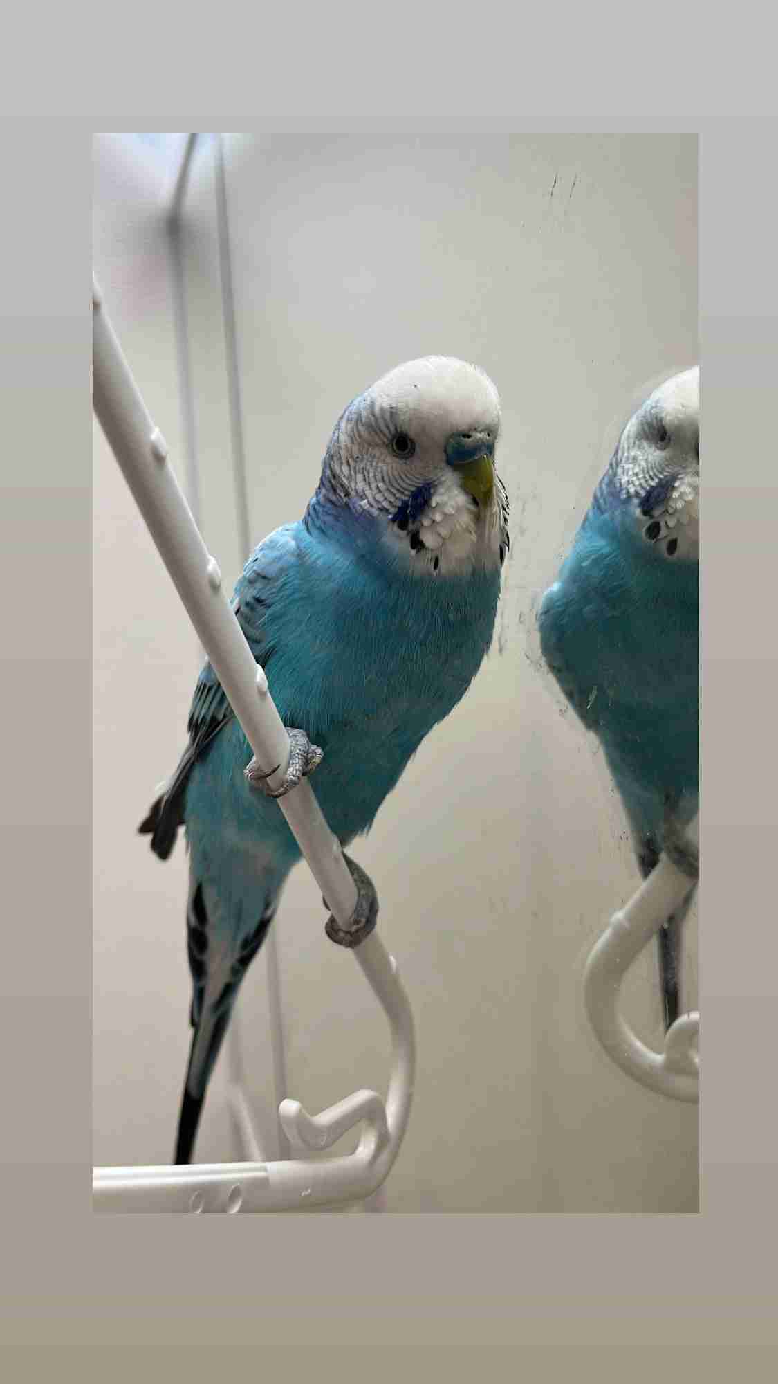 【オウム・インコ】鳥を飼っている人・鳥が好きな人【文鳥・梟】
