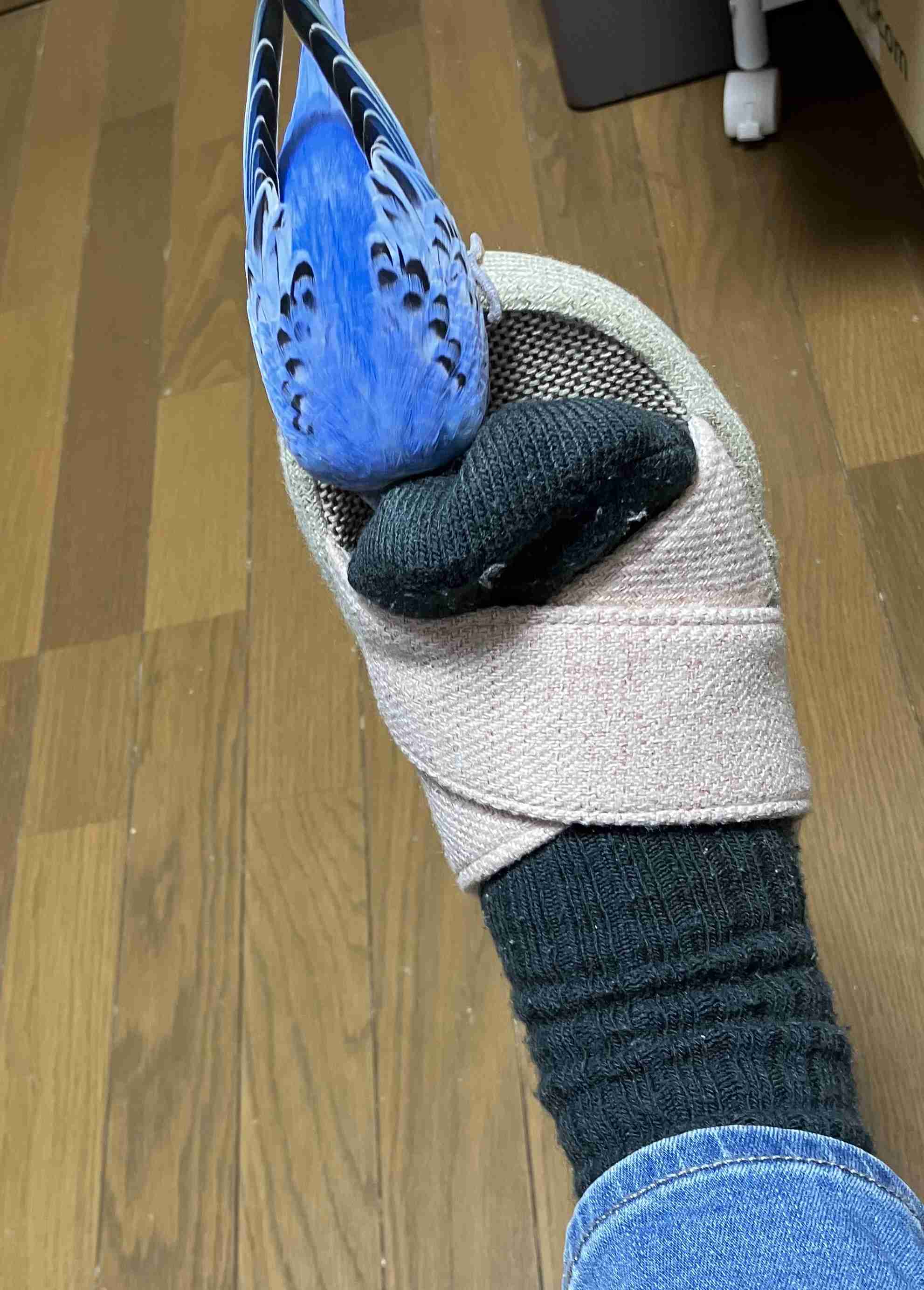 【オウム・インコ】鳥を飼っている人・鳥が好きな人【文鳥・梟】
