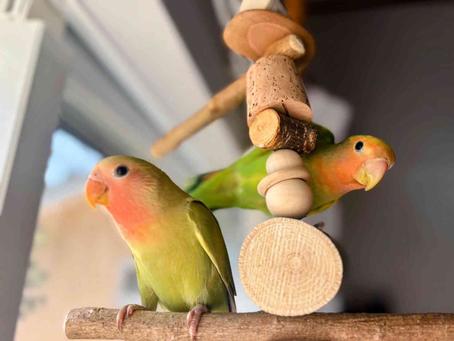 【オウム・インコ】鳥を飼っている人・鳥が好きな人【文鳥・梟】
