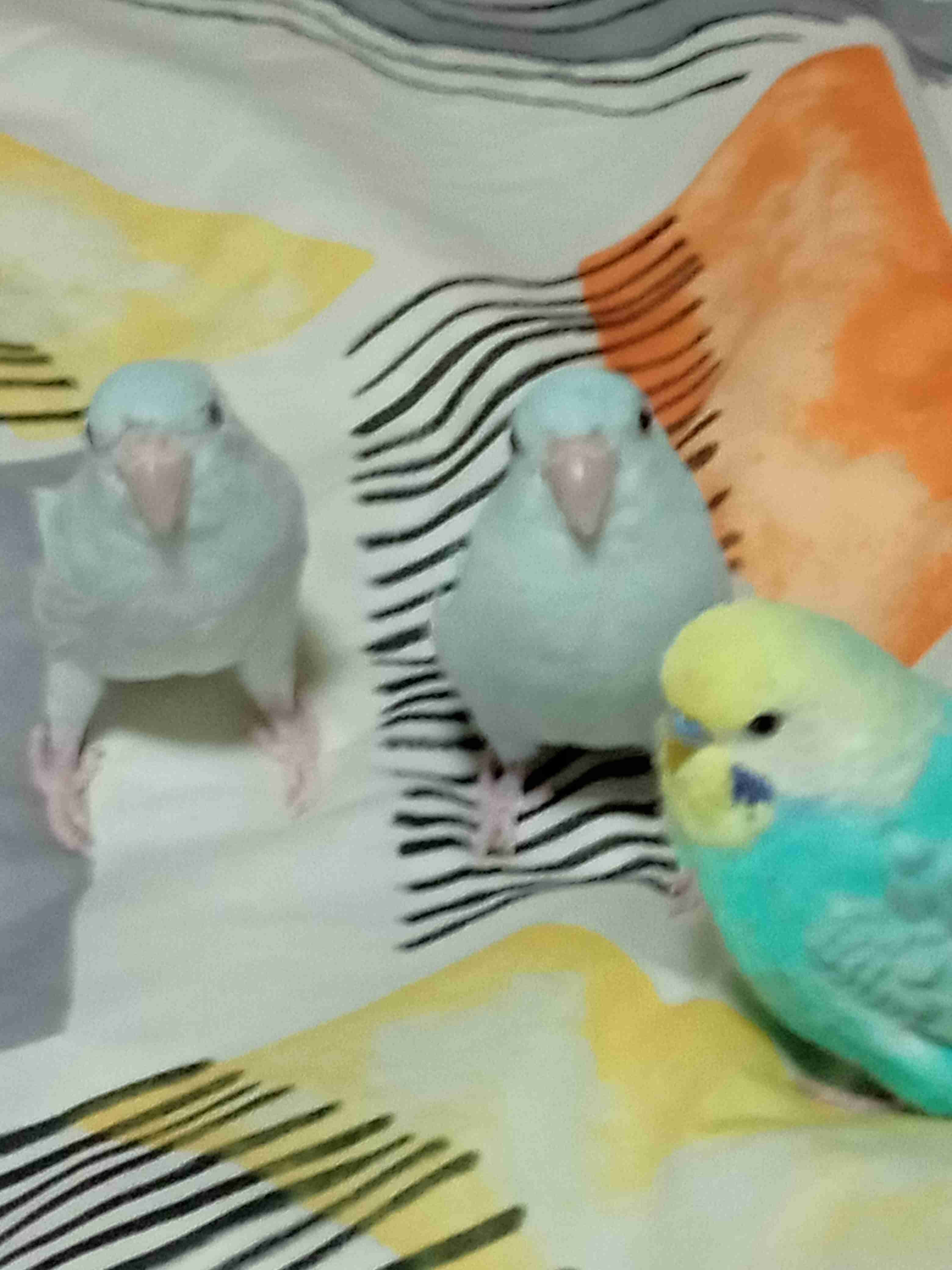 【オウム・インコ】鳥を飼っている人・鳥が好きな人【文鳥・梟】