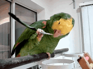 【オウム・インコ】鳥を飼っている人・鳥が好きな人【文鳥・梟】