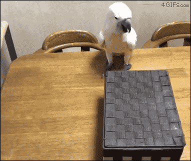【オウム・インコ】鳥を飼っている人・鳥が好きな人【文鳥・梟】
