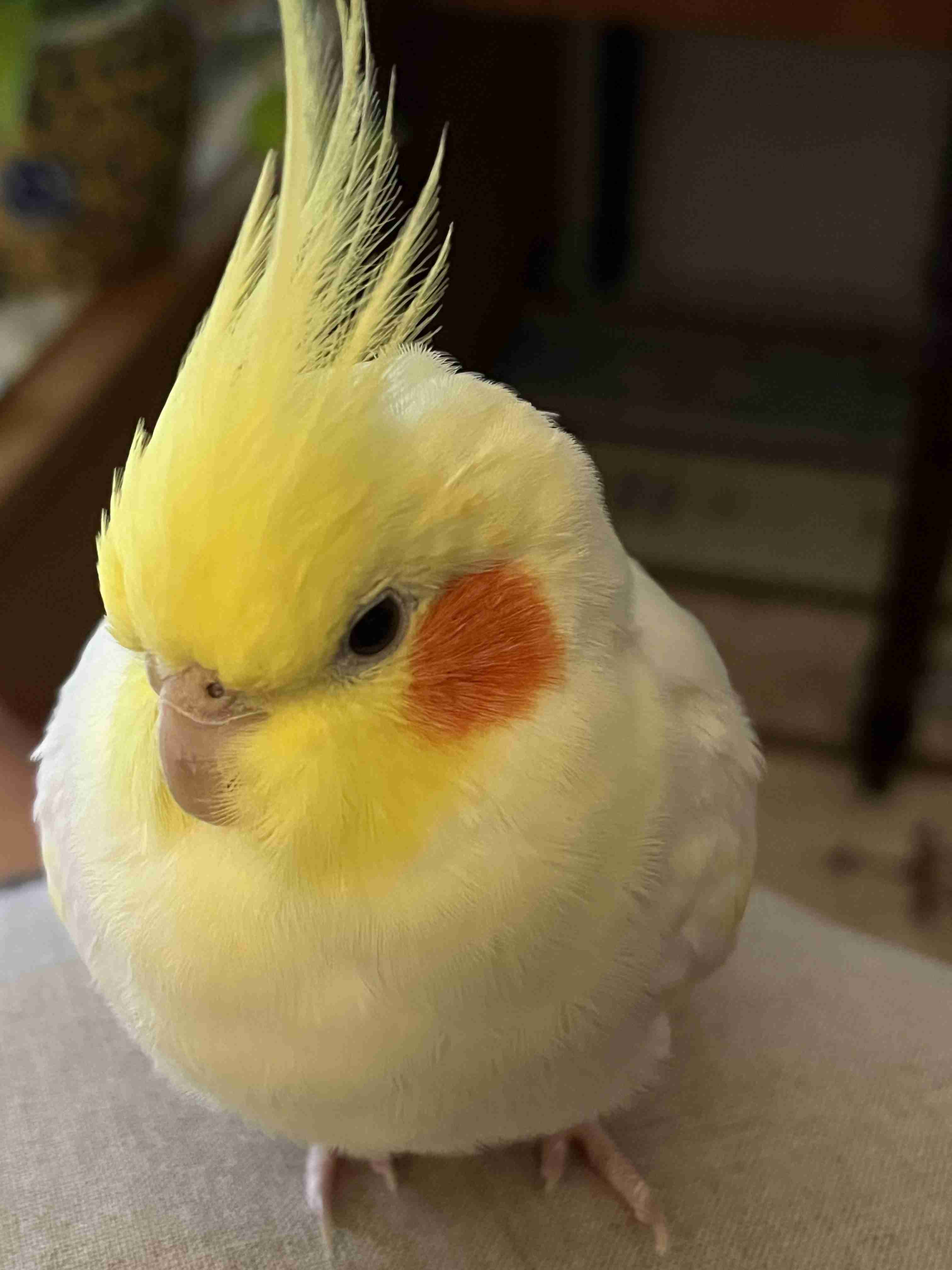 【オウム・インコ】鳥を飼っている人・鳥が好きな人【文鳥・梟】