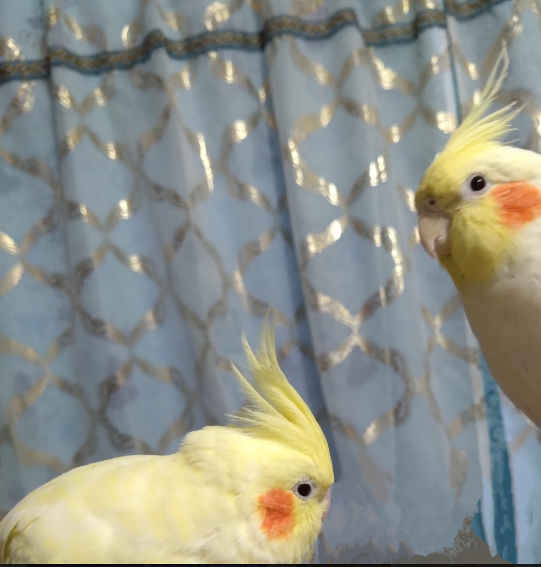 【オウム・インコ】鳥を飼っている人・鳥が好きな人【文鳥・梟】