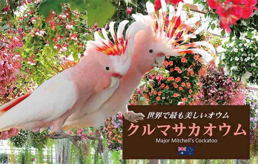 【オウム・インコ】鳥を飼っている人・鳥が好きな人【文鳥・梟】