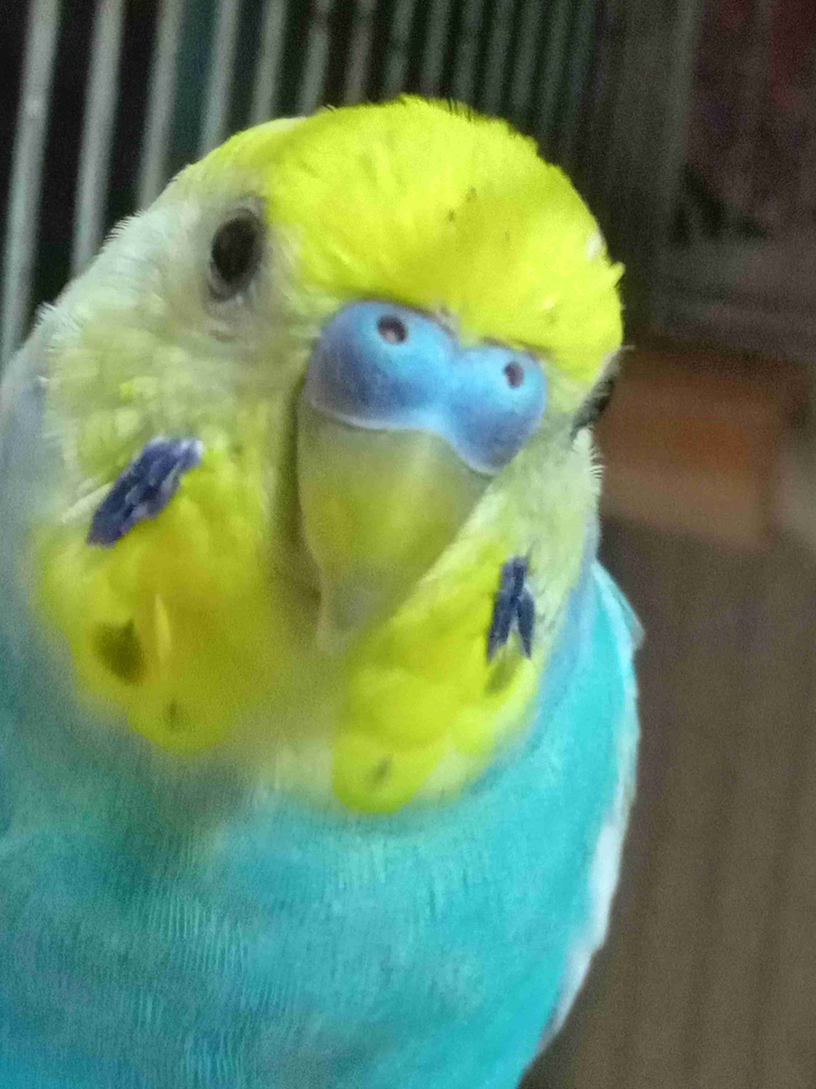【オウム・インコ】鳥を飼っている人・鳥が好きな人【文鳥・梟】