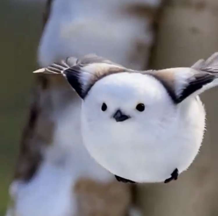 【オウム・インコ】鳥を飼っている人・鳥が好きな人【文鳥・梟】