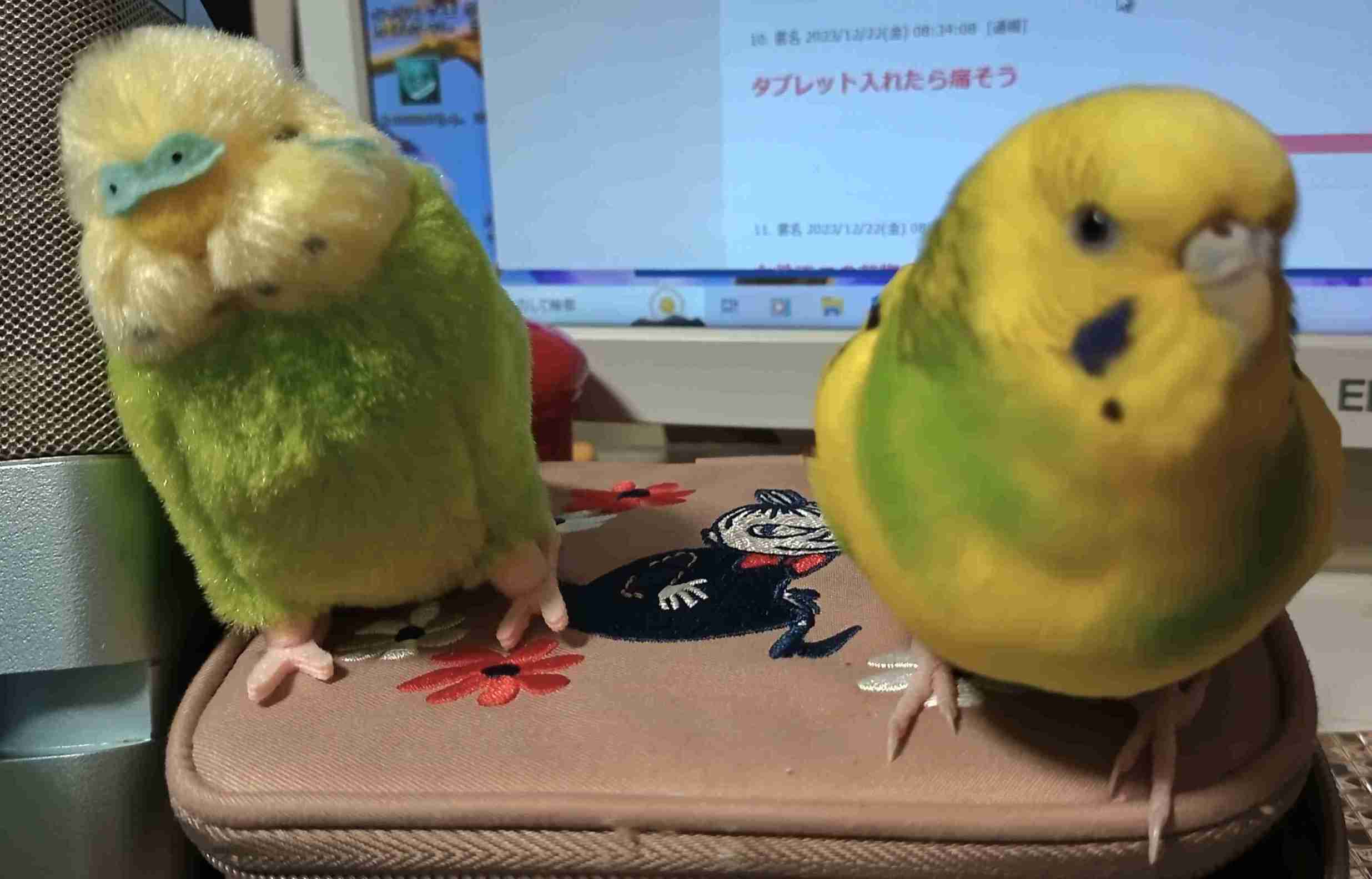 【オウム・インコ】鳥を飼っている人・鳥が好きな人【文鳥・梟】