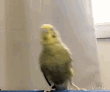 【オウム・インコ】鳥を飼っている人・鳥が好きな人【文鳥・梟】