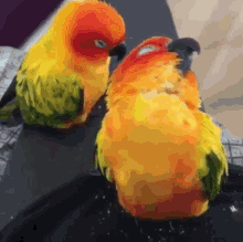 【オウム・インコ】鳥を飼っている人・鳥が好きな人【文鳥・梟】
