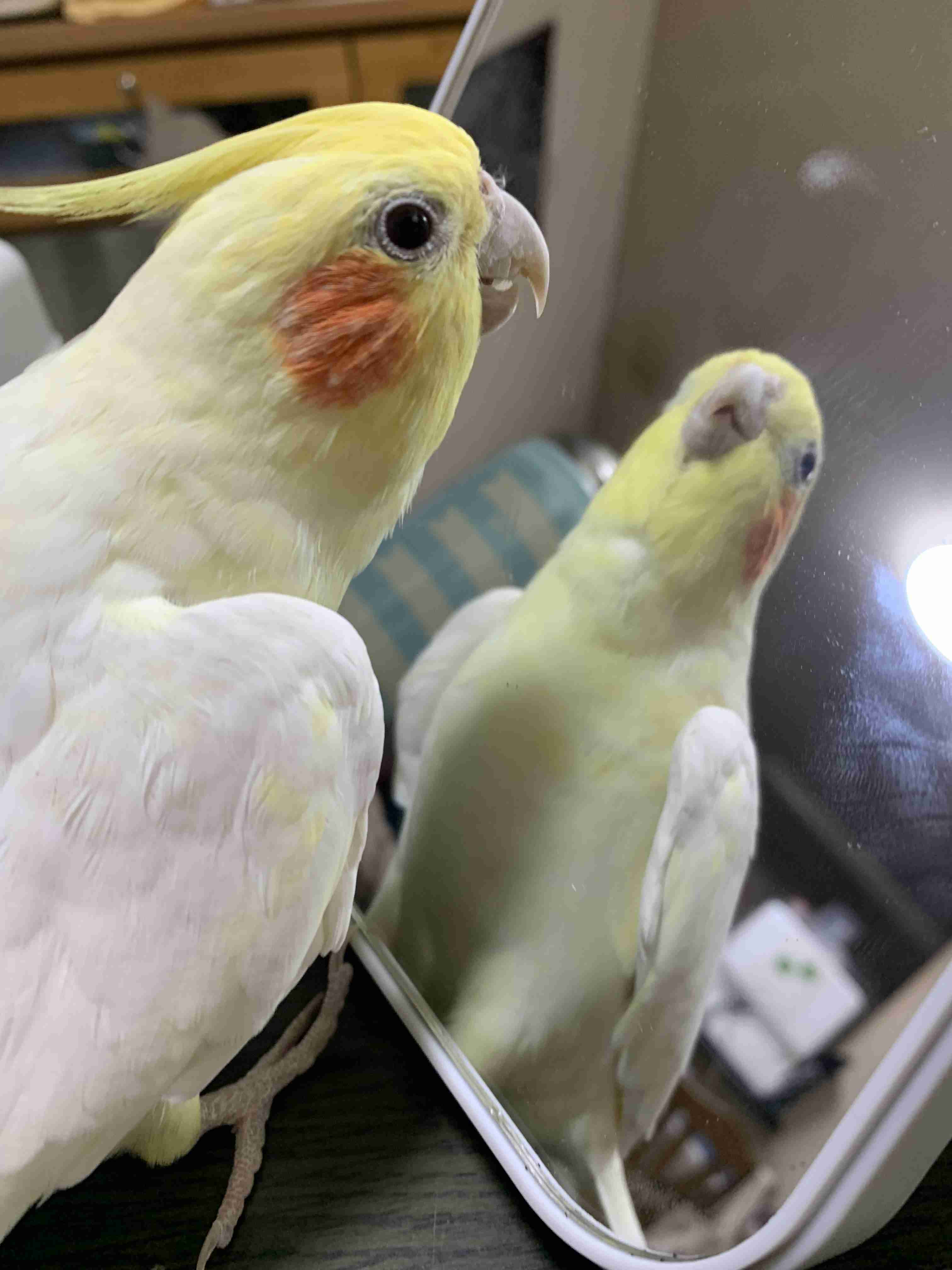 【オウム・インコ】鳥を飼っている人・鳥が好きな人【文鳥・梟】