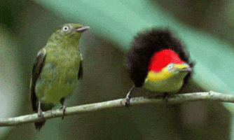 【オウム・インコ】鳥を飼っている人・鳥が好きな人【文鳥・梟】