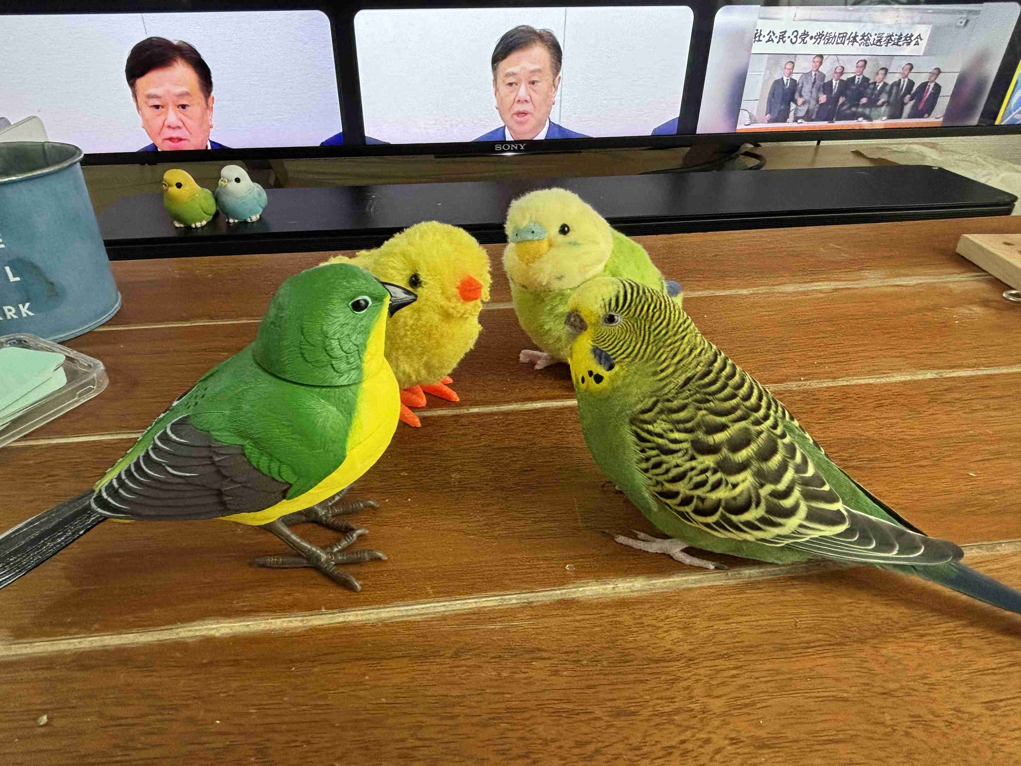 【オウム・インコ】鳥を飼っている人・鳥が好きな人【文鳥・梟】