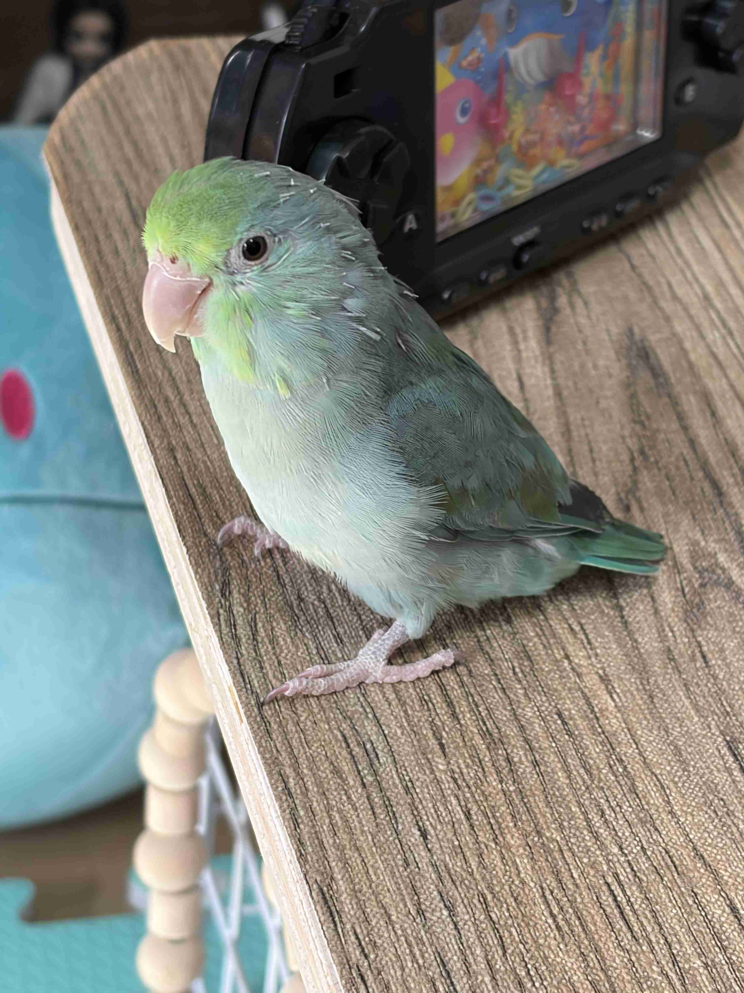 【オウム・インコ】鳥を飼っている人・鳥が好きな人【文鳥・梟】