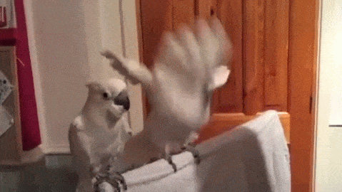 【オウム・インコ】鳥を飼っている人・鳥が好きな人【文鳥・梟】