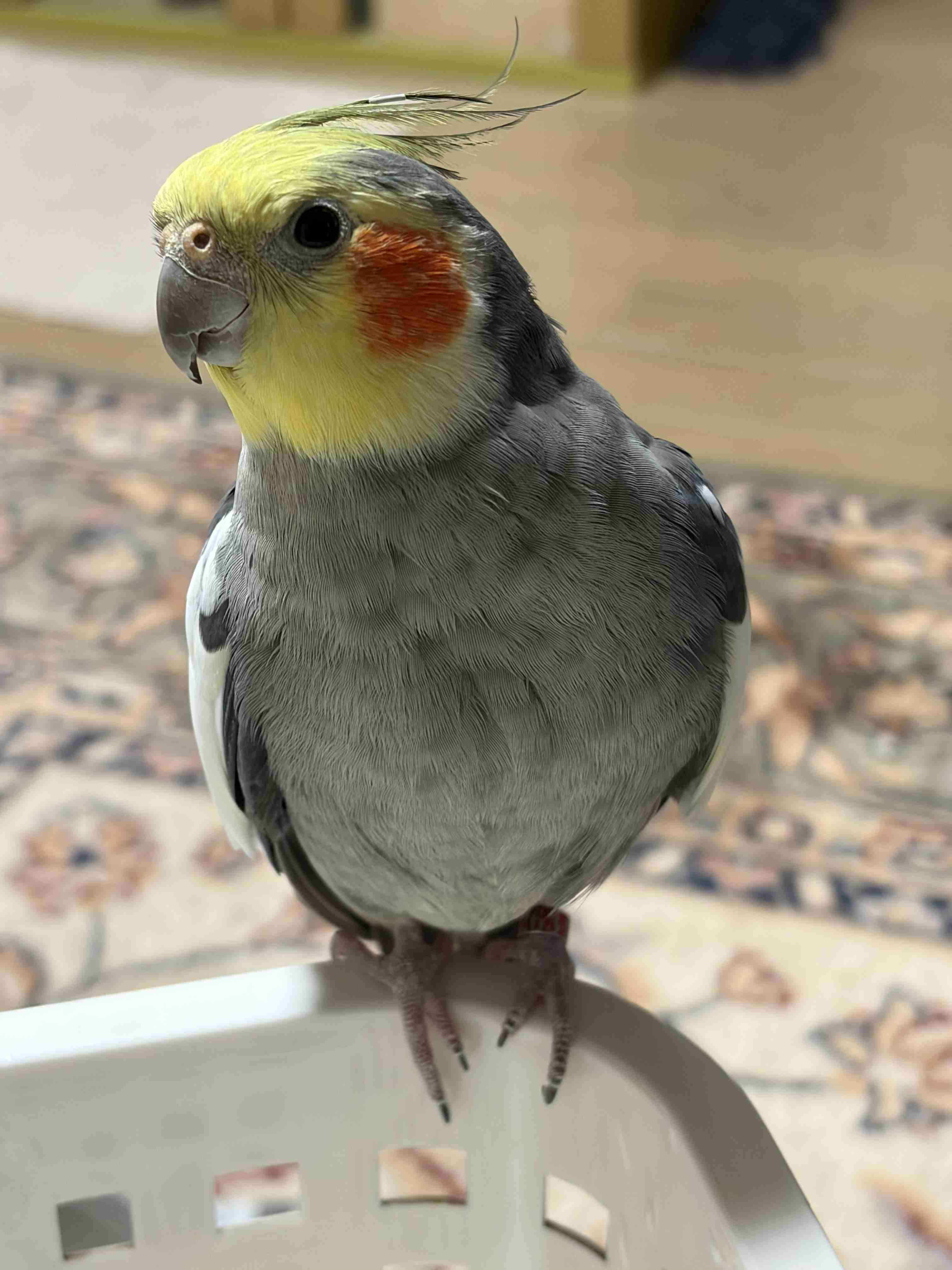 【オウム・インコ】鳥を飼っている人・鳥が好きな人【文鳥・梟】