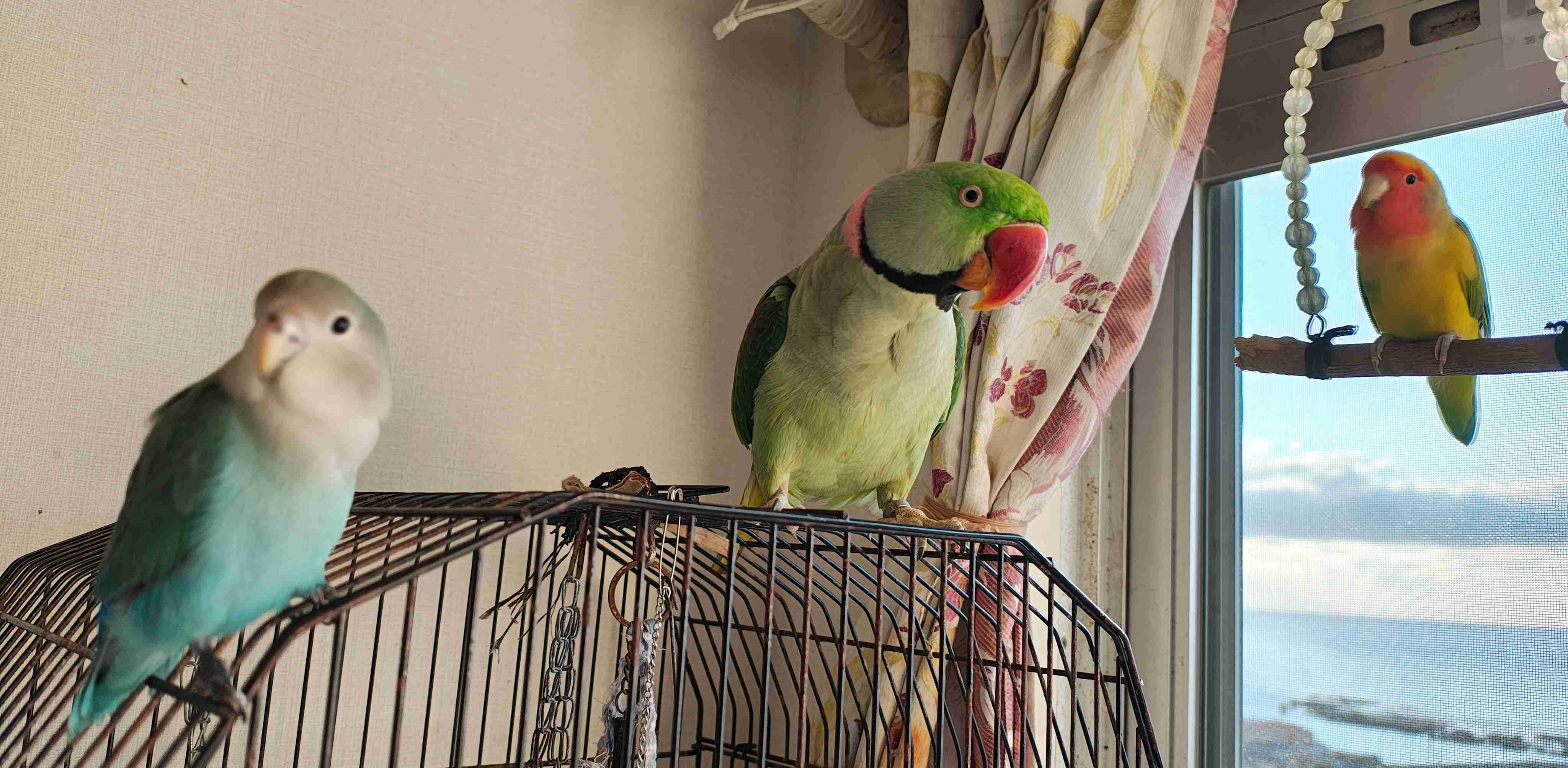 【オウム・インコ】鳥を飼っている人・鳥が好きな人【文鳥・梟】