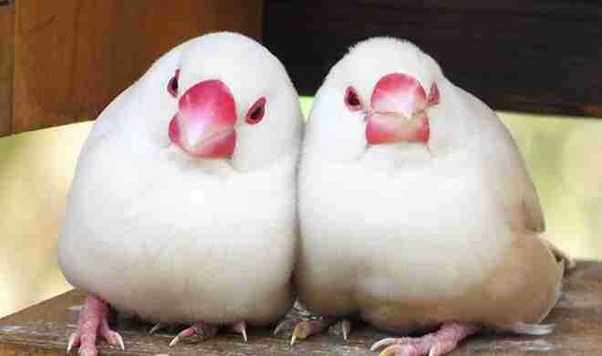 【オウム・インコ】鳥を飼っている人・鳥が好きな人【文鳥・梟】